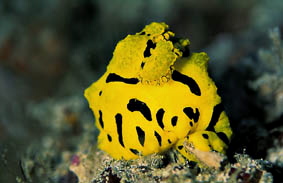  Notodoris minor (Sea Slug)